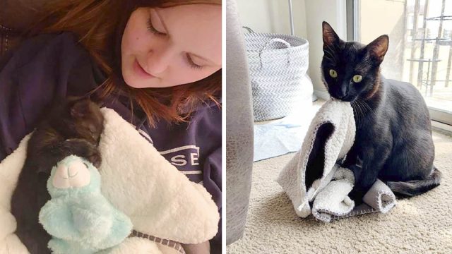 Gato insiste en llevar su manta de 'bebé' a donde quiera que vaya