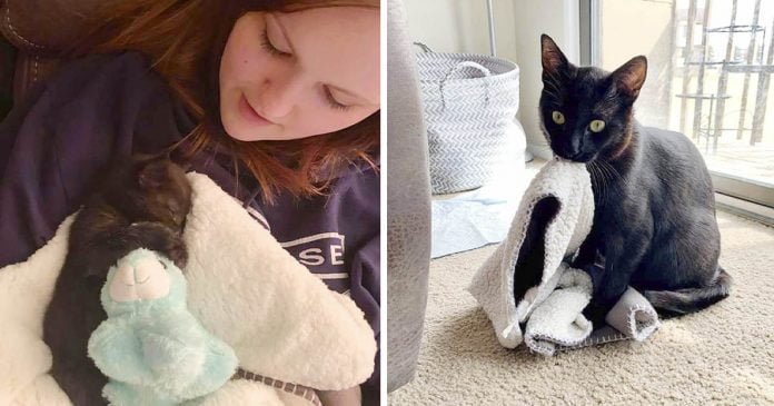 Gato insiste en llevar su manta de 'bebé' a donde quiera que vaya