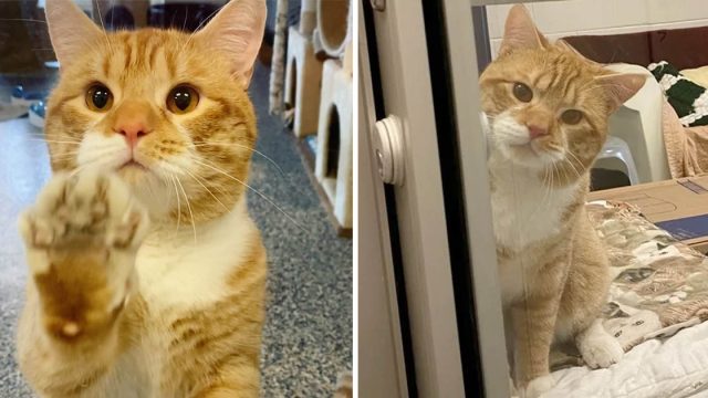 Gato saluda visitantes refugio espera lleven casa