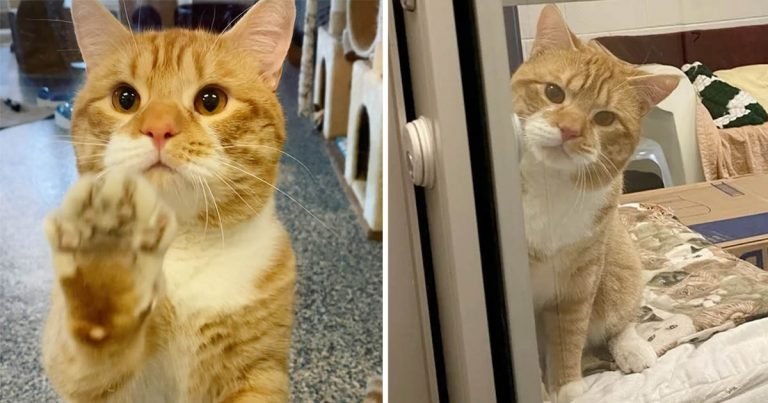 Gato saluda a los visitantes en el refugio con la esperanza de que alguien lo lleve a casa