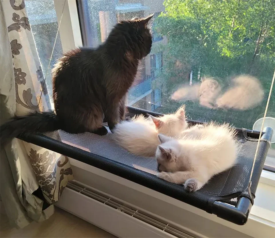 Hermosa familia felina