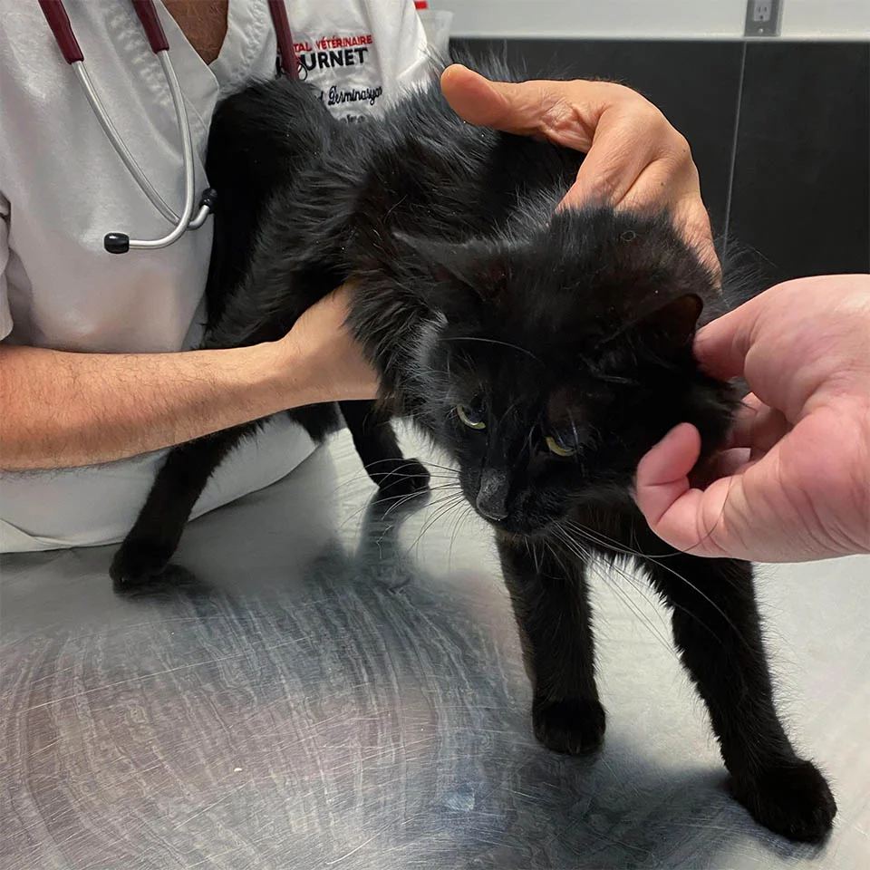 Madrás en veterinario