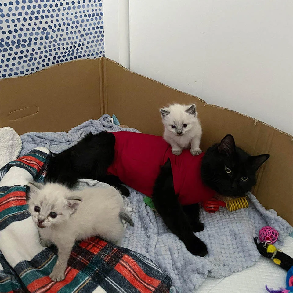 Madrás y gatitos
