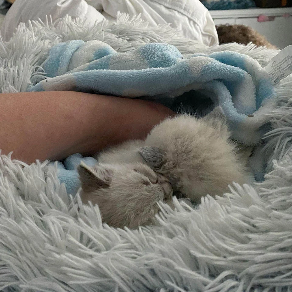 Pequeños gatitos