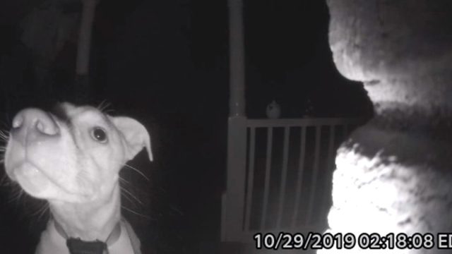 Perrita toca timbre a las 2 am