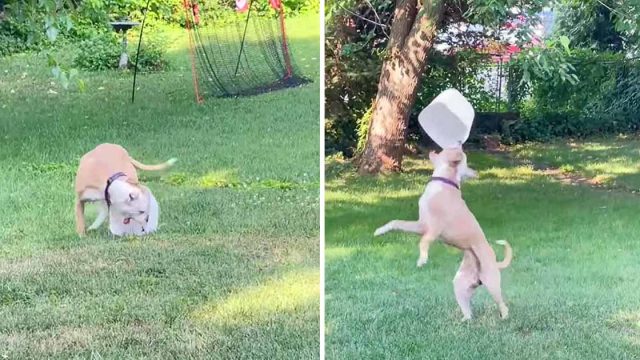 Perro no deja de jugar con la basura desde que fue adoptado