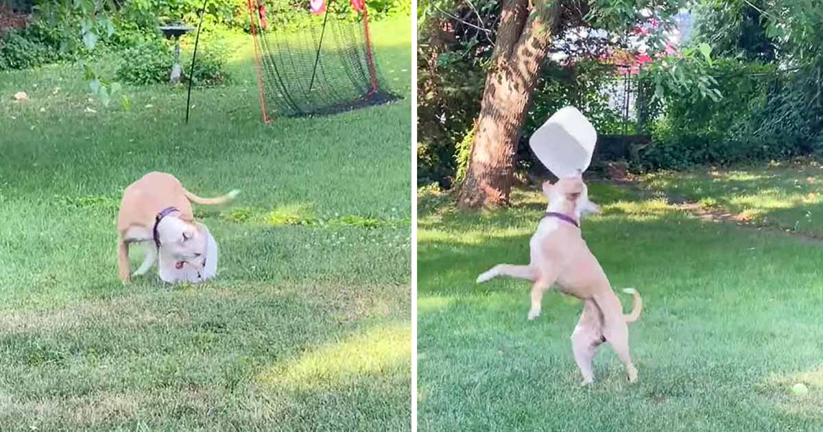 Perro no deja de jugar con la basura desde que fue adoptado