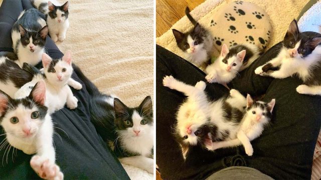 5 gatitos encontrados como huérfanos resultaron ser los gatos falderos más dulces