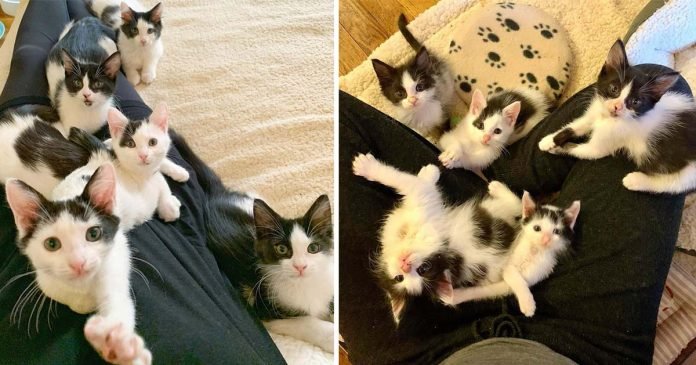 5 gatitos encontrados como huérfanos resultaron ser los gatos falderos más dulces