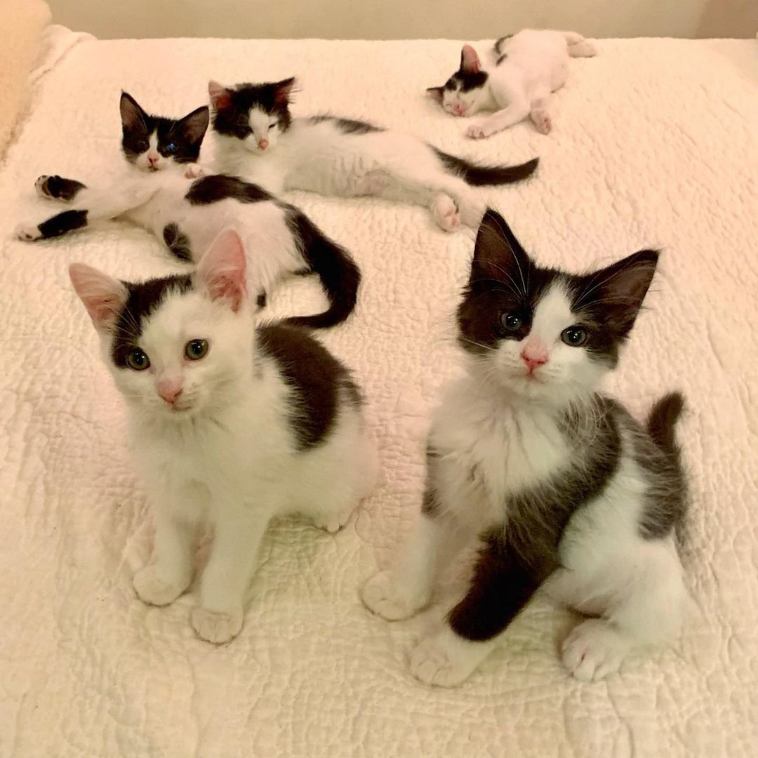 5 gatitos encontrados como huérfanos