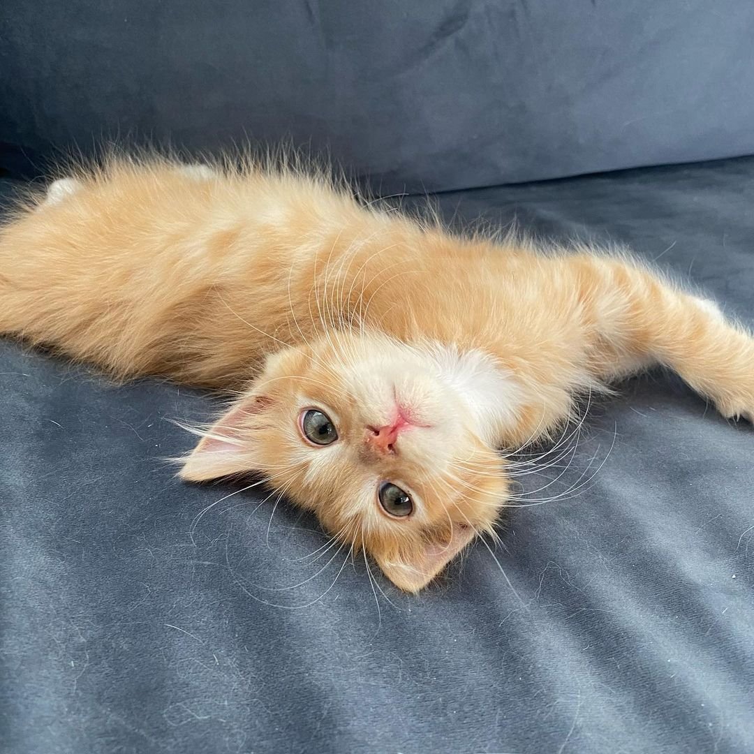 Adorable gatito naranja