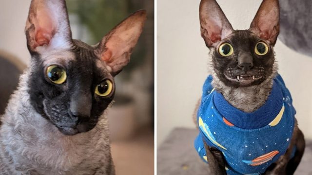 Adorable gato rescatado mejor sonrisa mundo