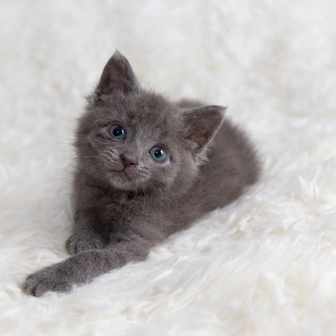 Encantadora gatita gris