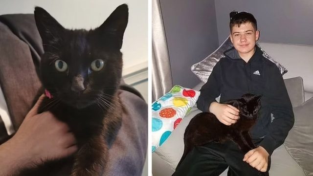 Familia estaba desconcertada cuando su gato 'regresó de entre los muertos' horas después de la cremación