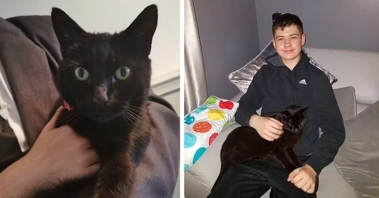 Familia estaba desconcertada cuando vuelven a ver su gatita horas después de la cremación