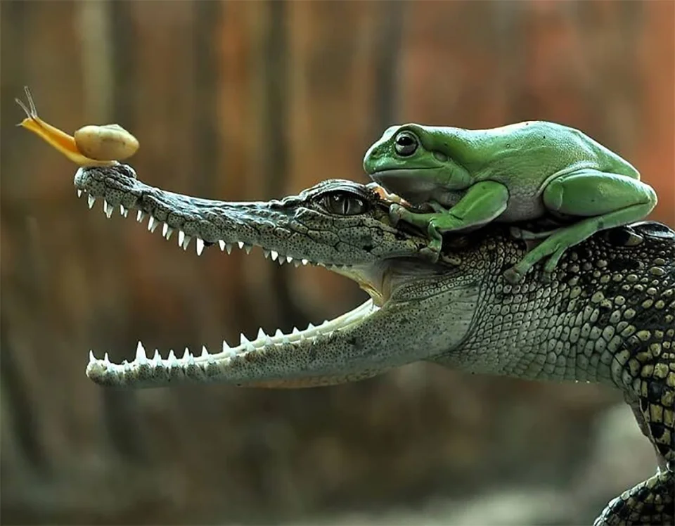 Fotografía increíble