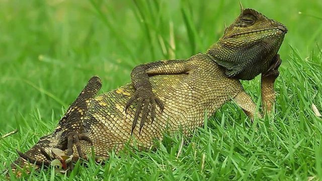Fotógrafo capta accidentalmente foto de lagarto