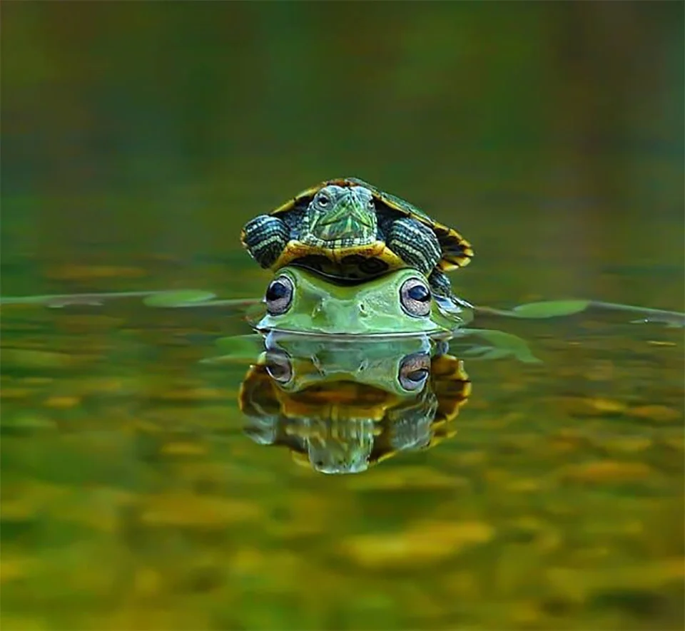 Fotógrafo captura accidentalmente