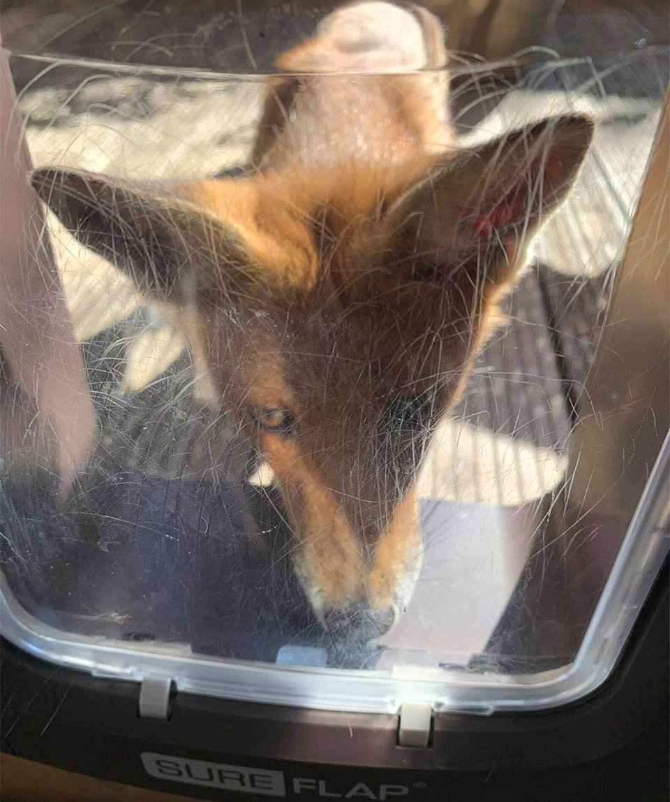 Foxy no puede entrar