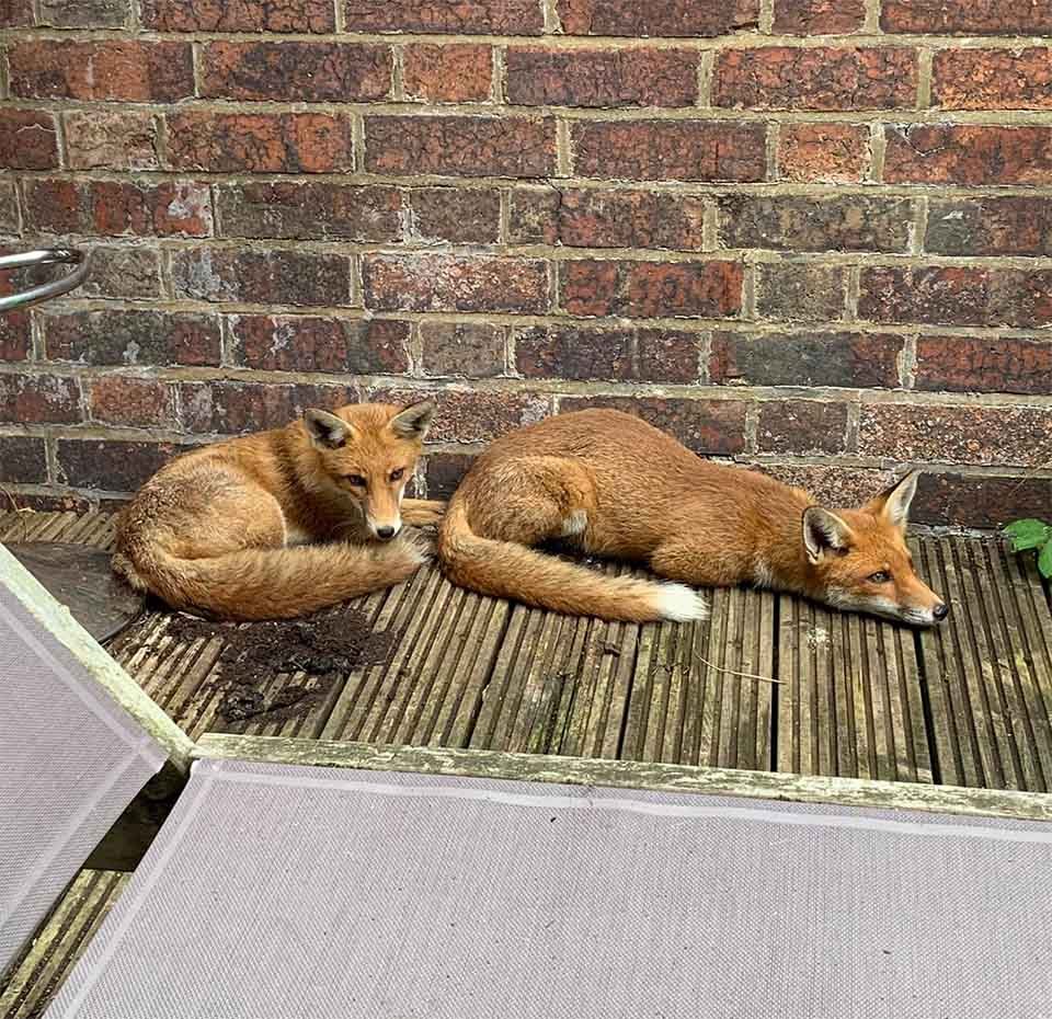 foxy and sister