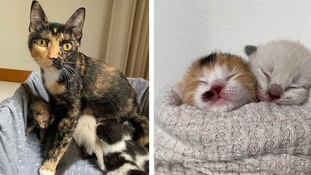 Gata está lejos de las calles con sus 8 gatitos después de vivir al aire libre toda su vida