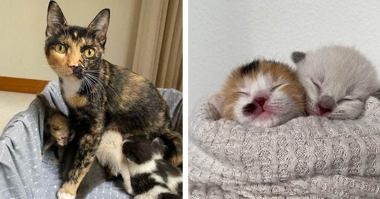 Gata está lejos de las calles con sus 8 gatitos después de vivir al aire libre toda su vida