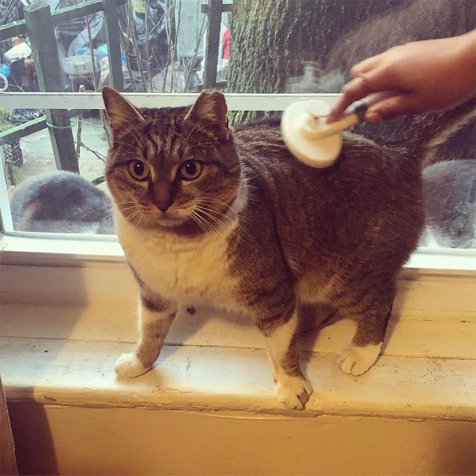 Gata sin hogar ruega entrar