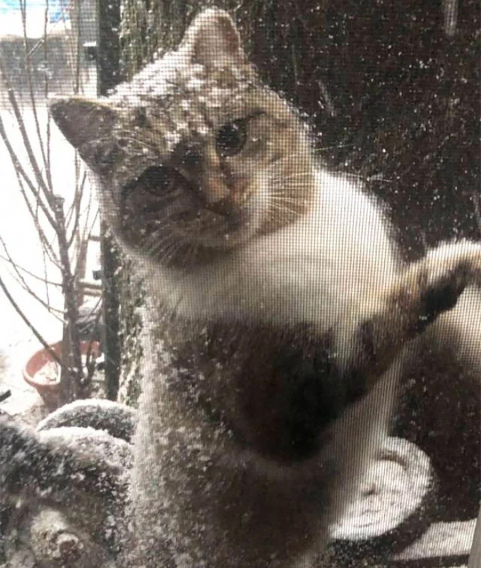 Gatita sin hogar ruega