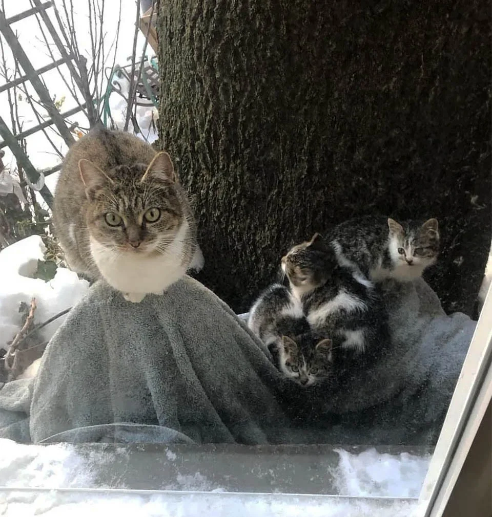 Gatita sin hogar y gatitos