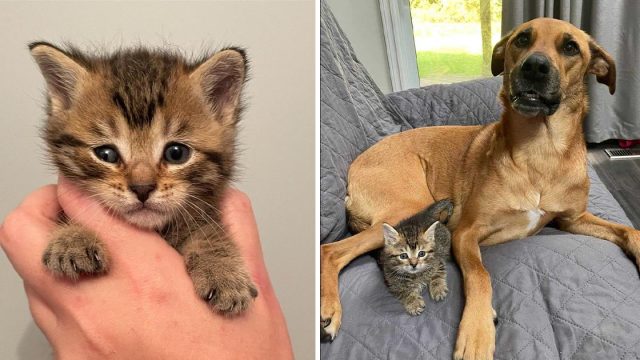 Gatita decide ser criada por un perro después de ser rescatada y se convierte en la más cariñosa