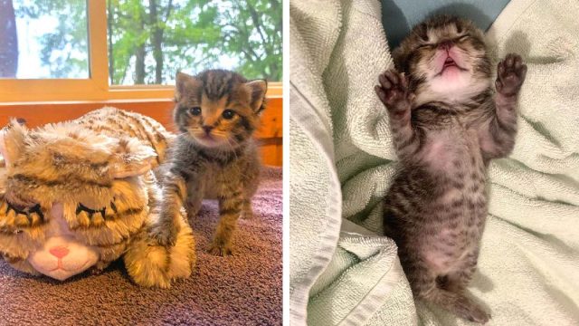 Gatita está muy emocionada de ser rescatada y tener una gran familia que la cuide