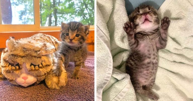 Gatita está muy emocionada de ser rescatada y tener una gran familia que la cuide