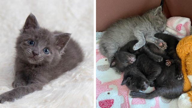 Gatita rescatada se encuentra con dos gatitos y decide llenarlos de besos