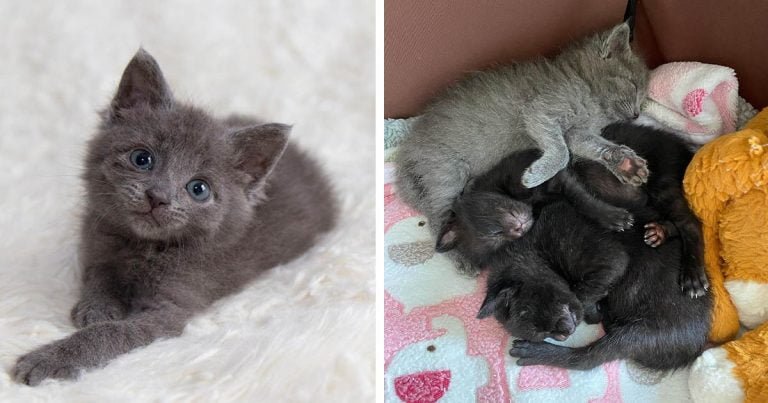 Gatita rescatada se encuentra con dos gatitos y decide llenarlos de besos