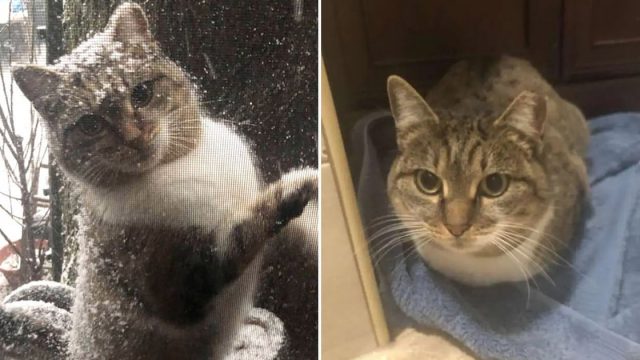 Gatita sin hogar ruega entrar