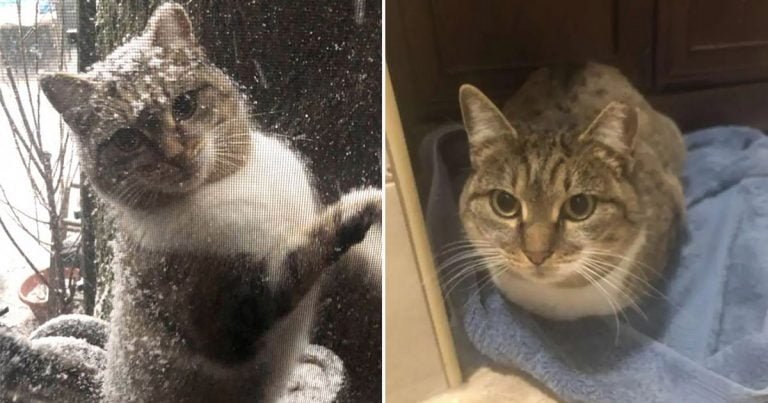 Gatita sin hogar ruega entrar a esta casa durante un clima extremadamente frío