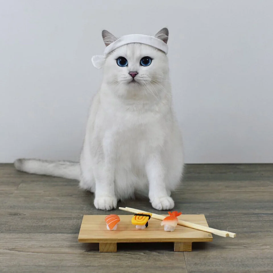 Gato enamora a todos con sus penetrantes ojos azules 5 Gatito de ojos azules