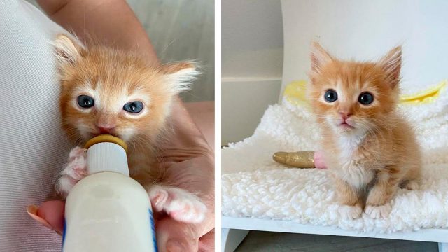 Gatito insiste en no volver a estar solo después de haber sido encontrado abandonado al nacer
