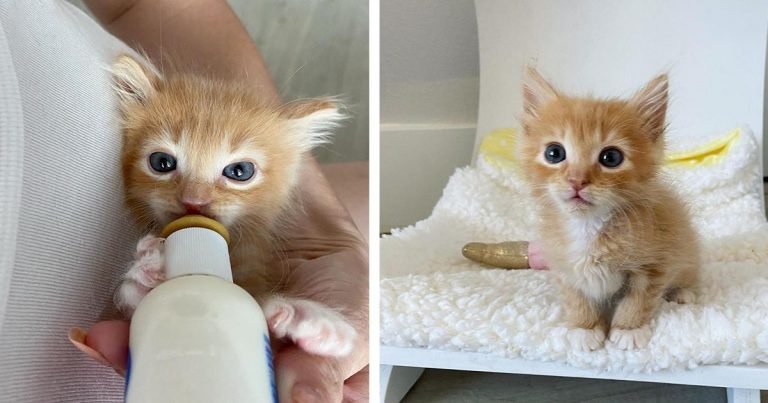 Gatito insiste en no volver a estar solo después de haber sido encontrado abandonado al nacer