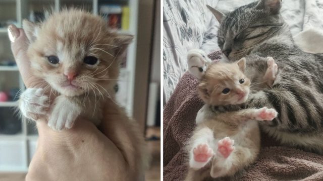 Gatito llora hasta que gato cariñoso lo acoge