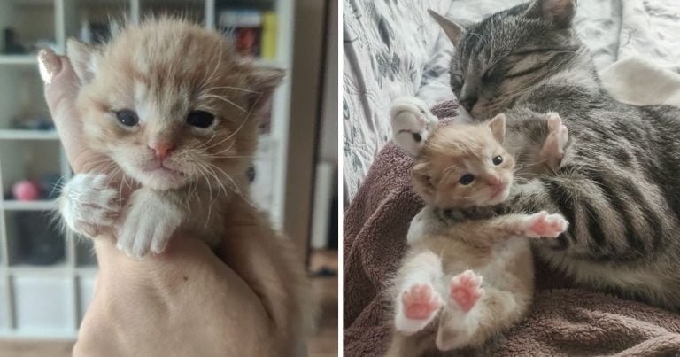 Gatito llora hasta que una gata cariñosa lo acoge después de que lo encontraron debajo de un auto