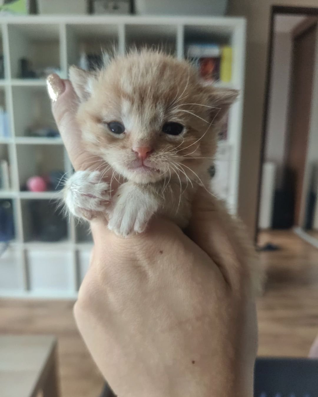 Gatito rescatado