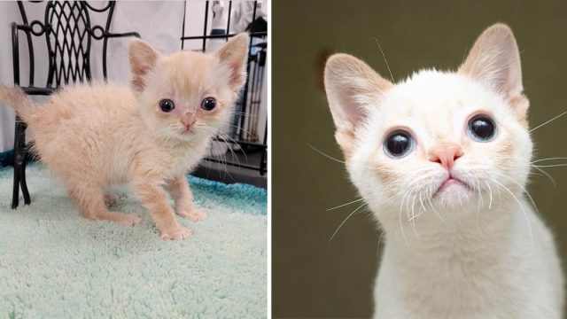 Gatito tambaleante está muy feliz de estar fuera de la calle y no deja que nada lo frene
