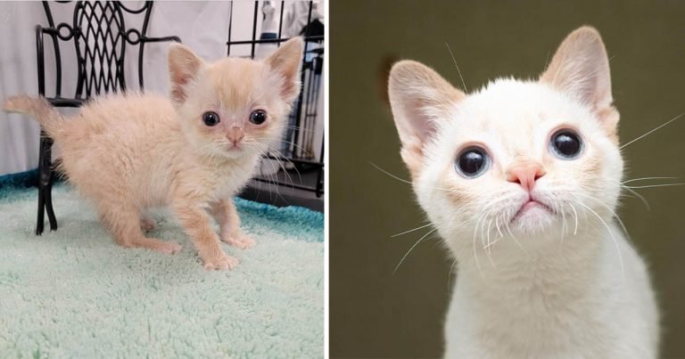Gatito tambaleante está muy feliz de estar fuera de las calles y no deja que nada lo frene