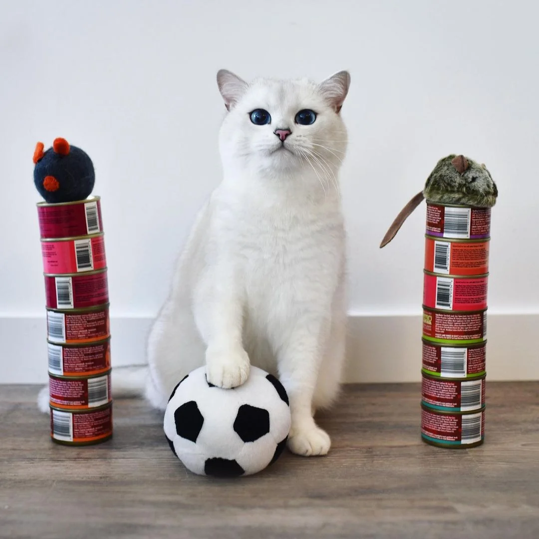 Gato enamora a todos con sus penetrantes ojos azules 6 Gatito y balón de fútbol