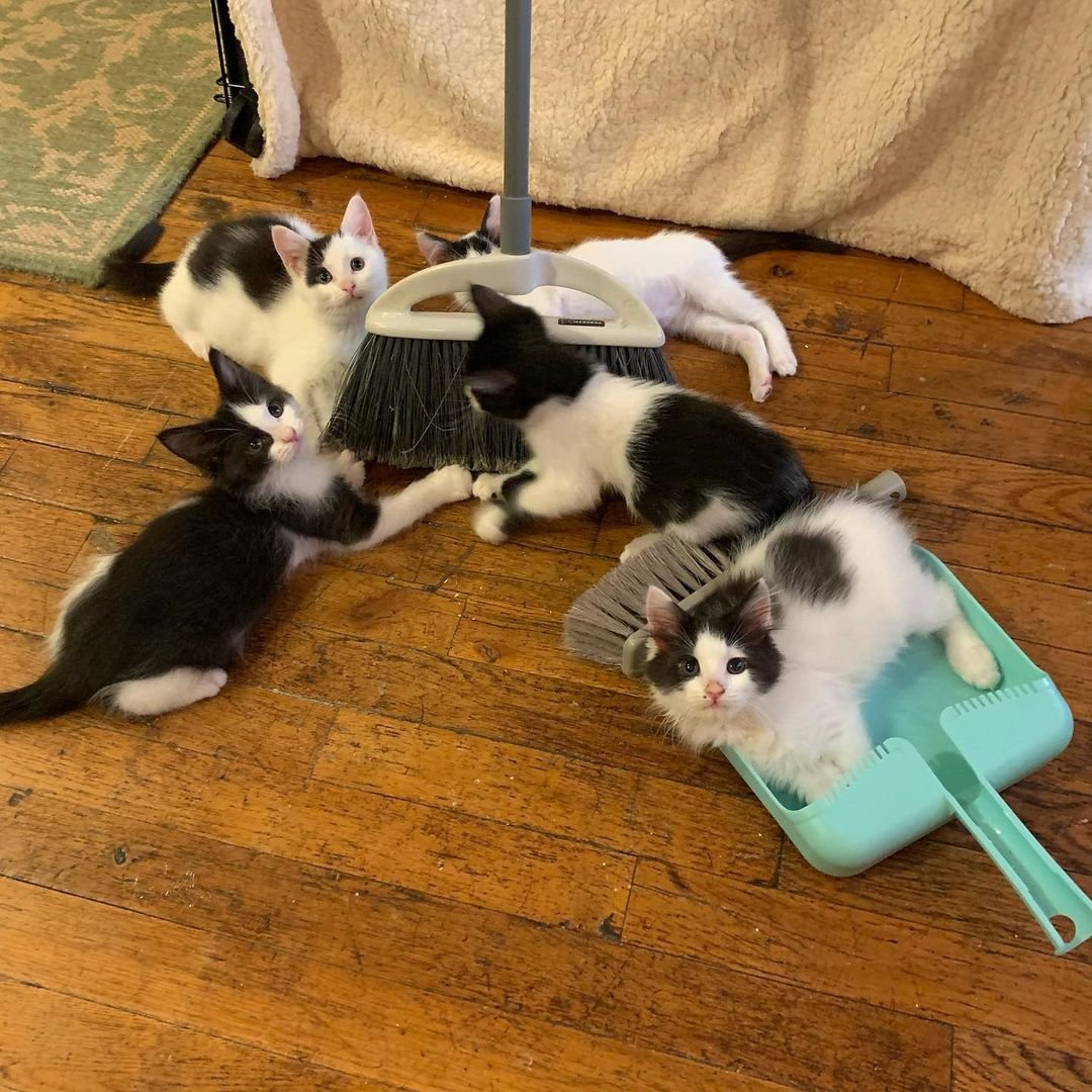 Gatitos jugando con la escoba