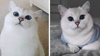 Gato enamora a todos con sus penetrantes ojos azules