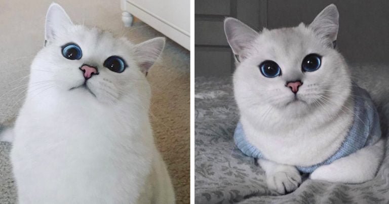Gato enamora a todos con sus penetrantes ojos azules