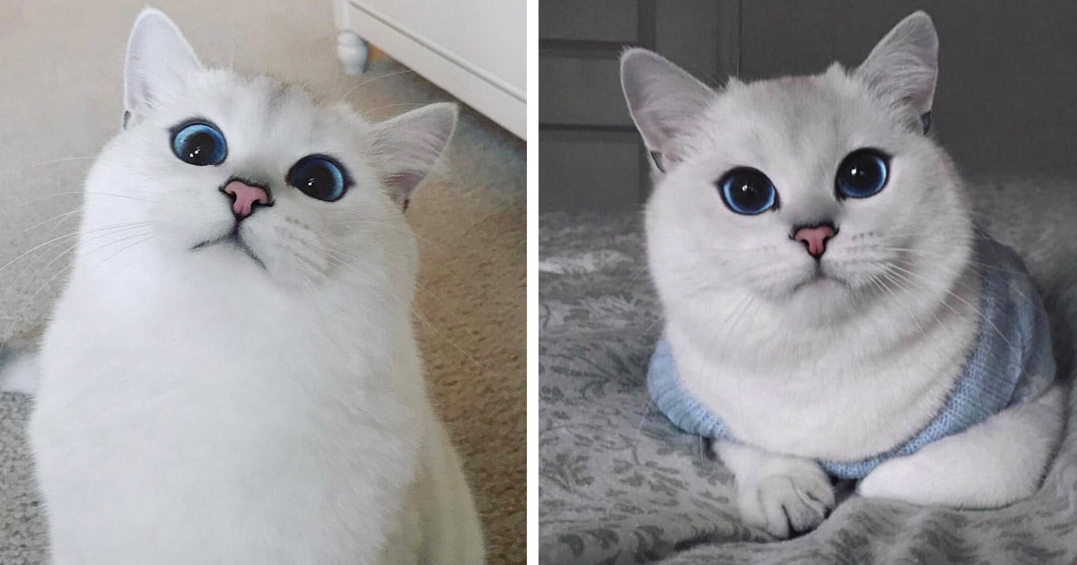 Gato enamora a todos con sus penetrantes ojos azules