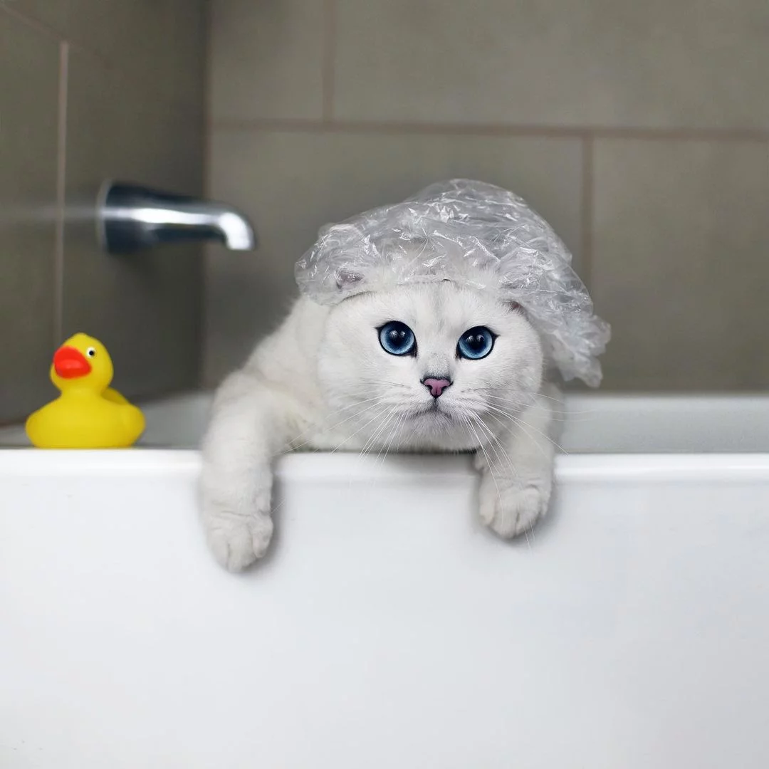 Gato enamora a todos con sus penetrantes ojos azules 2 Gato enamora con sus ojos azules